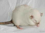 Rats: grossesse Harina
