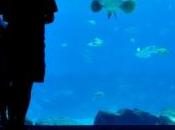 images marin géant découvert dans aquarium public