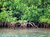 Plusieurs milliers dauphins d''une espèce rare, découverts dans mangrove