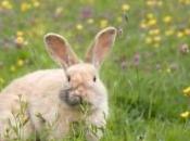 animalerie accueille lapereau avec deux