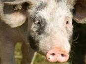 Taïwanais adopte cochons sauvages dresse comme chiens