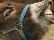 ânes pour garder troupeaux moutons