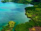 requin rarissime capturé Philippines, découvrez images