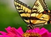 Plusieurs espèces papillons menacées réchauffement climatique