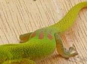 Gecko sympa