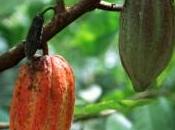 Deux maladies menacent récoltes cacao Afrique Brésil