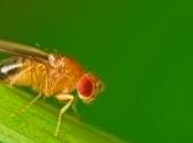 mouches mâles contrôlent l'activité sexuelle leurs partenaires