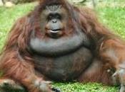 nouvelle population d'orangs-outans découverte dans région reculée d'Indonésie