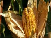 Allemands aussi rejettent Maïs Monsanto