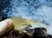 images cours d'eau transformé rivière mousse après accident chimique