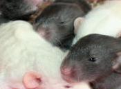 Rats: bébés Harina