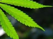Près euros cannabis découverts dans poste télévision
