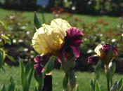 vendredi matin dans parc Tête d’Or