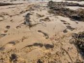province canadienne utilise plage anglaise pour faire publicité