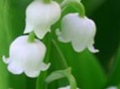 petit brun muguet