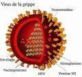 week-end rallonge favorisent propagation grippe