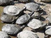 groupe, ligue, procession*