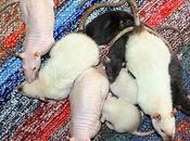 Rats: bébés Harina