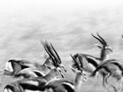 Trends Gazelles 2009