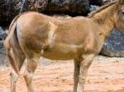 mule jette volontairement haut d'une falaise