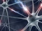 Cerveau neurones naissent hyperactifs