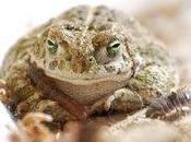 J'ai trouvé crapaud sous dalle