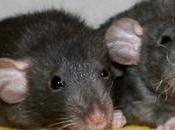 Rats: bébés Harina