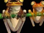 scientifiques recensent nouvelles espèces grenouilles Madagascar