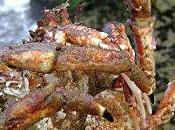 Crab Cakes Galettes Crabe d’Araignée