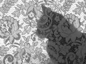 images chat plus populaire d'internet avec fans