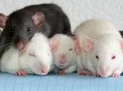 Rats: bébés Harina