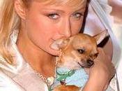 chien Paris Hilton bimbo californienne