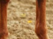 vidéo jambes cheval pour devenir plus grand