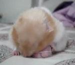 hamster doté d'une paire d'oreillers