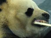 panda avait peur dentiste
