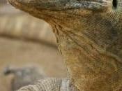Découverte images dragon Komodo, plus grand lézard venimeux planète