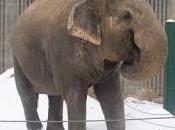sort Lucy, éléphante d'Edmonton, émeut auteurs