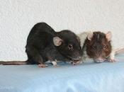 Rats Magnifique Timide