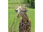 Sophie Rocks hier c'était l'anniversaire Girafe