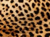 Découvrez images volé déjeuner d'un léopard