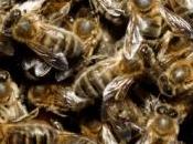 abeilles l'aile d'un avion