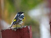 Paruline croupion jaune...