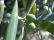 olives Lorenzo