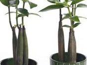 plante originale: Bruguiera sexangula