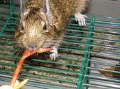 News animaux épisode