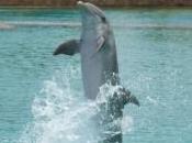 basketteur plonge bras dans gorge d'un dauphin pour sauver