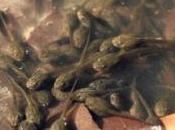 pluie têtards dans ciel japonais