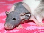 Rats: bébés Chillito