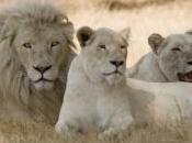 lion blanc revient l'état sauvage Afrique