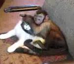 singe tombe amoureux d'un chat